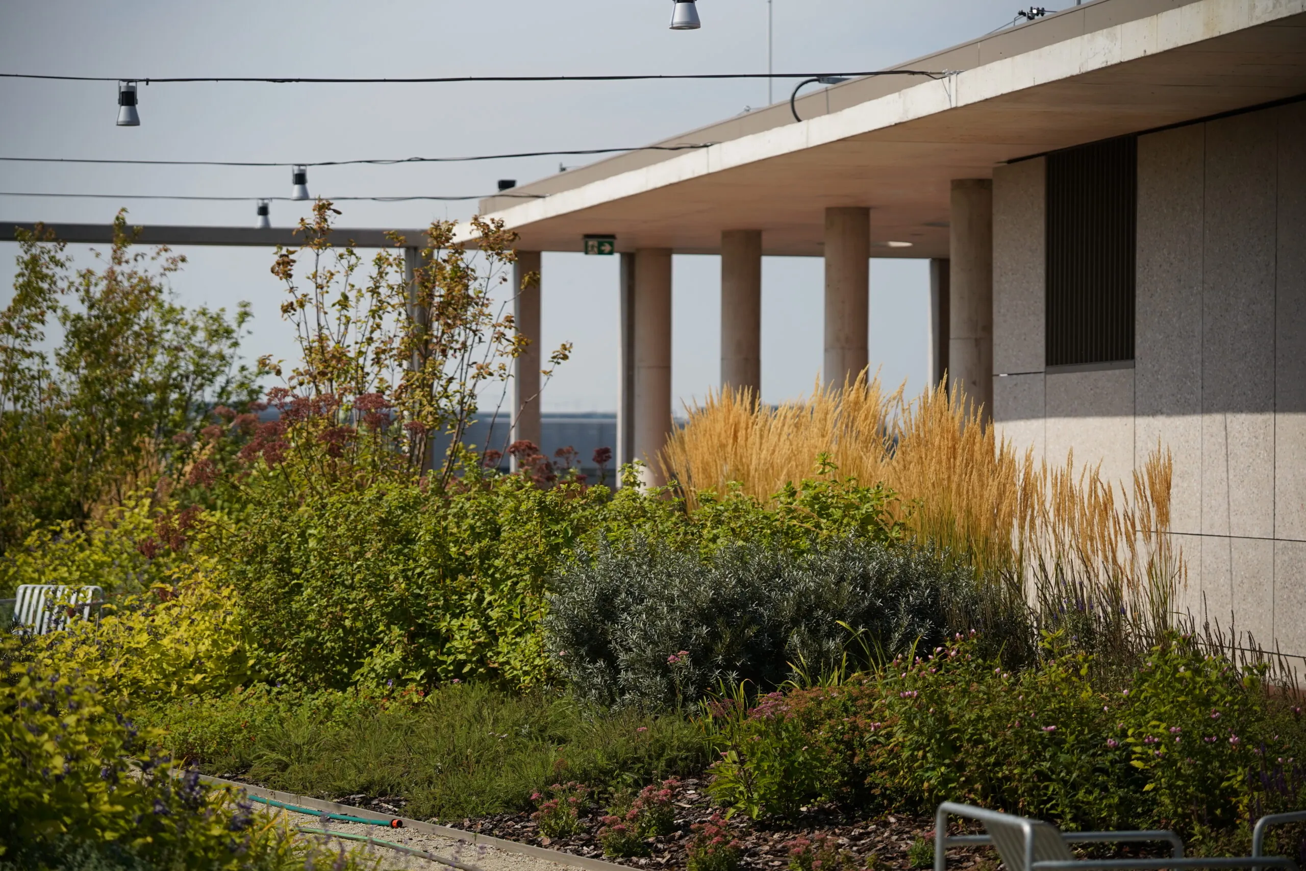Rooftop garden of the Faculty of Psychology building